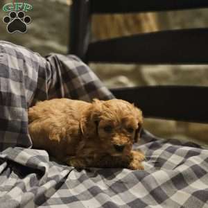 Bella, Cavapoo Puppy