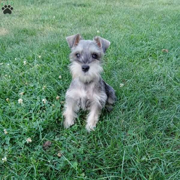 Tippy, Miniature Schnauzer Puppy