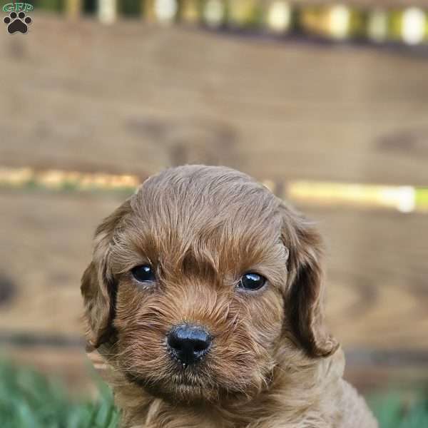Bruno, Cavapoo Puppy