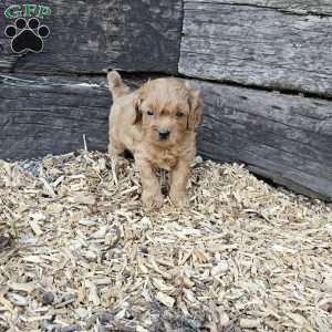 Bruno, Cavapoo Puppy