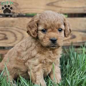 Baily, Cavapoo Puppy