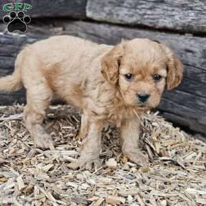 Baily, Cavapoo Puppy