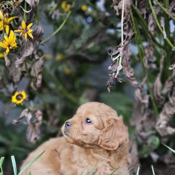 Baily, Cavapoo Puppy