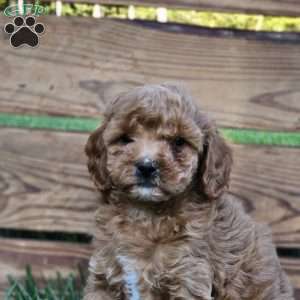 Blaze, Cavapoo Puppy