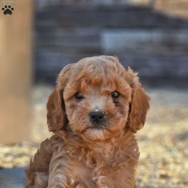 Blaze, Cavapoo Puppy