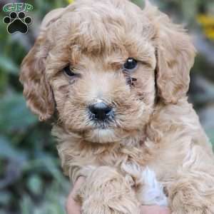 Blaze, Cavapoo Puppy