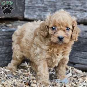 Blossom, Cavapoo Puppy