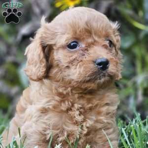 Blossom, Cavapoo Puppy