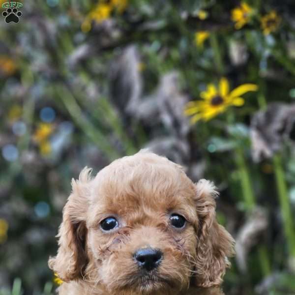 Blossom, Cavapoo Puppy