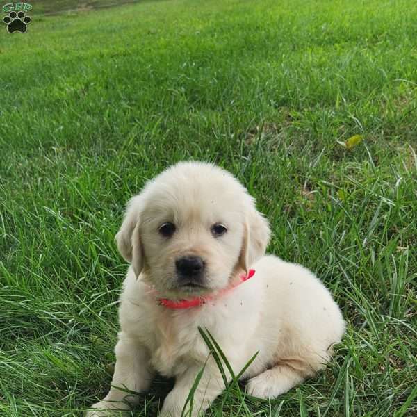 Mya, Golden Retriever Puppy