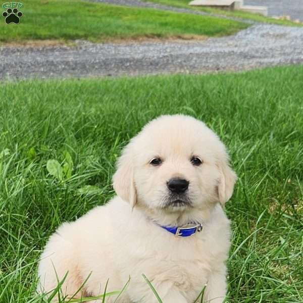 Maxi, Golden Retriever Puppy