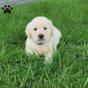 Miles, Golden Retriever Puppy