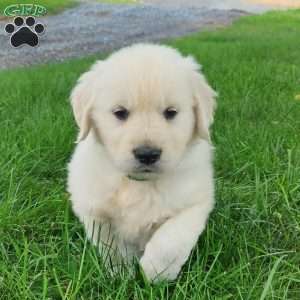Miles, Golden Retriever Puppy
