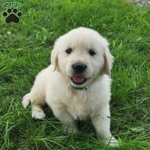 Miles, Golden Retriever Puppy
