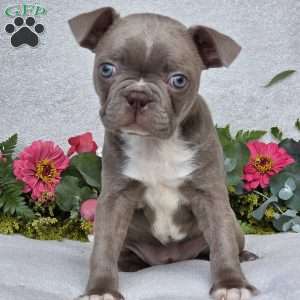 Zoey, Boston Terrier Puppy