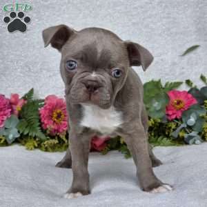 Zoey, Boston Terrier Puppy