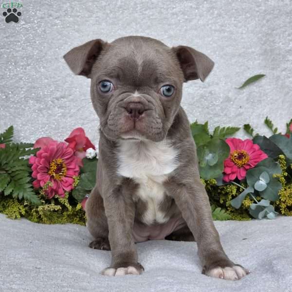 Zoey, Boston Terrier Puppy