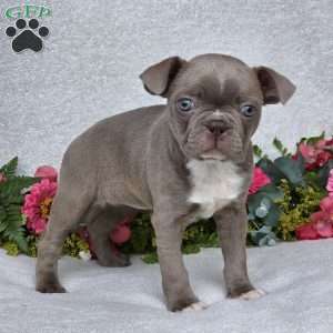 Zoey, Boston Terrier Puppy