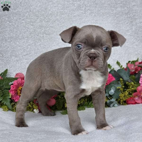 Zoey, Boston Terrier Puppy