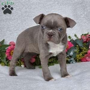 Zoey, Boston Terrier Puppy