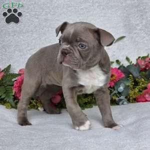 Zoey, Boston Terrier Puppy