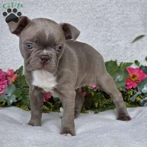 Zoey, Boston Terrier Puppy