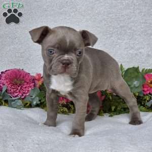 Zoey, Boston Terrier Puppy
