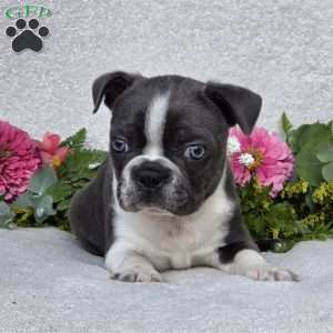 Zander, Boston Terrier Puppy