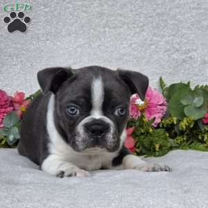 Zander, Boston Terrier Puppy