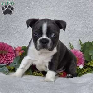 Zander, Boston Terrier Puppy