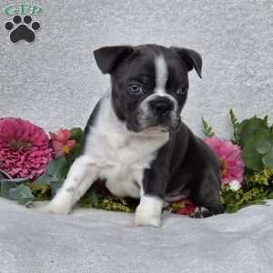 Zander, Boston Terrier Puppy