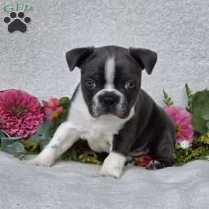 Zander, Boston Terrier Puppy