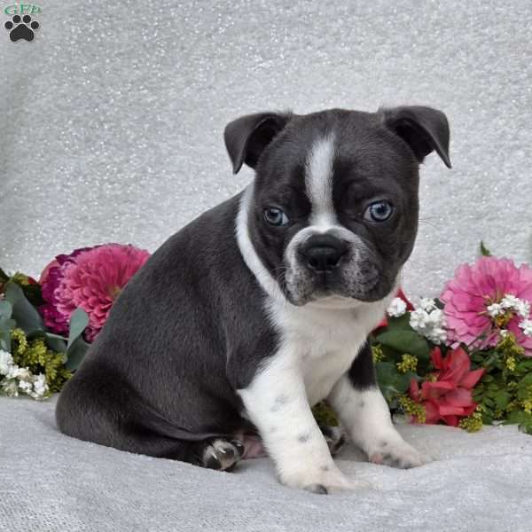 Zander, Boston Terrier Puppy