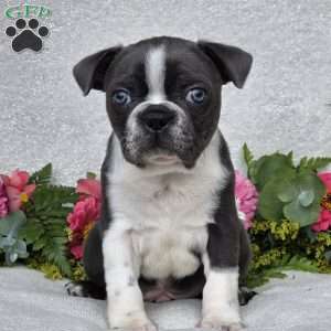 Zander, Boston Terrier Puppy