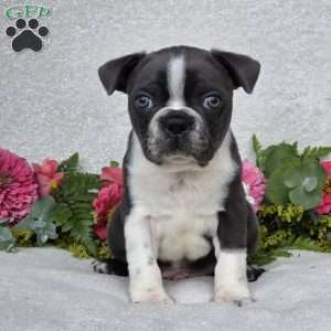 Zander, Boston Terrier Puppy