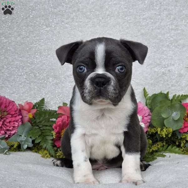 Zander, Boston Terrier Puppy