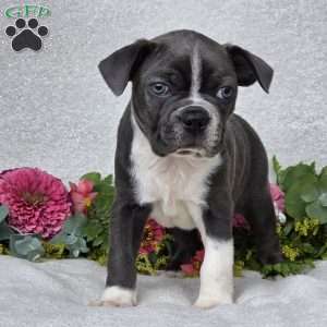 Zac, Boston Terrier Puppy