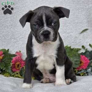 Zac, Boston Terrier Puppy