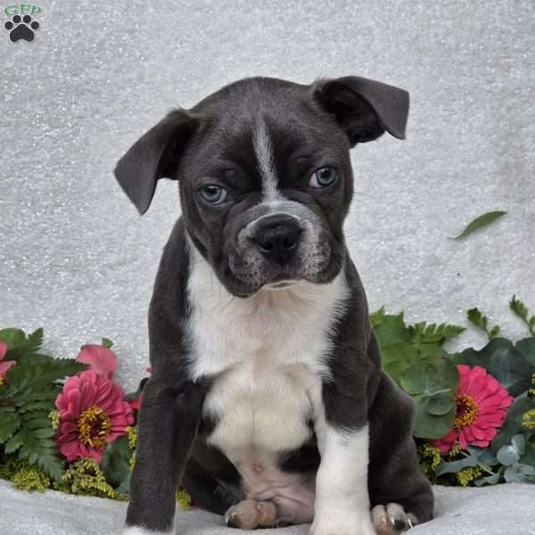 Zac, Boston Terrier Puppy