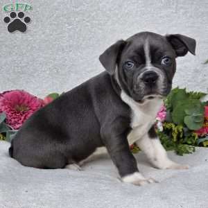 Zac, Boston Terrier Puppy