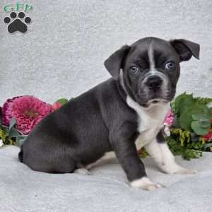 Zac, Boston Terrier Puppy