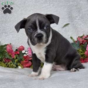 Zac, Boston Terrier Puppy