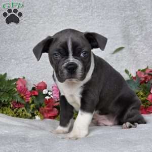 Zac, Boston Terrier Puppy