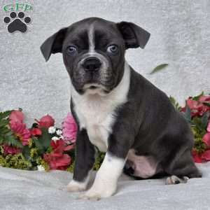 Zac, Boston Terrier Puppy