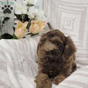 Chuckie, Cockapoo Puppy