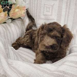Chuckie, Cockapoo Puppy