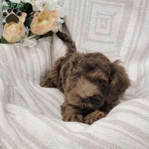 Chuckie, Cockapoo Puppy