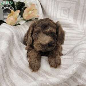 Chuckie, Cockapoo Puppy