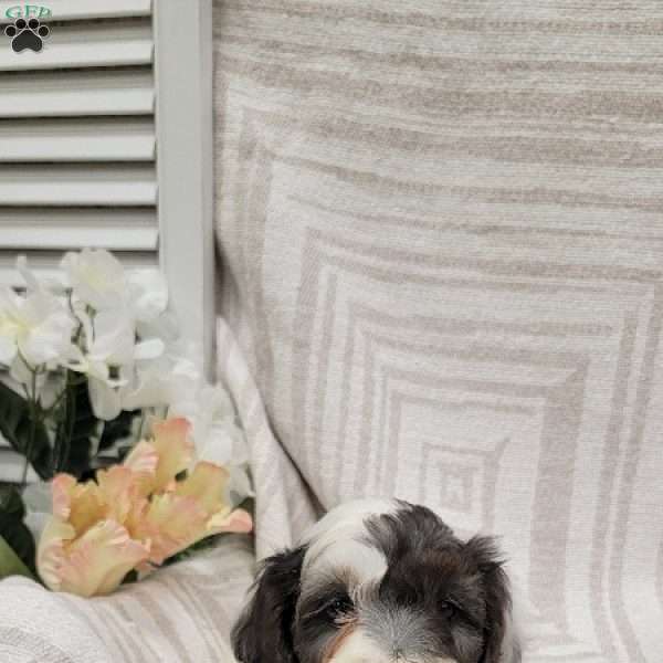 Coby, Cockapoo Puppy