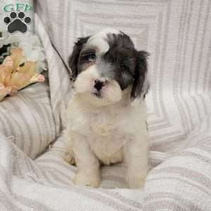 Coby, Cockapoo Puppy